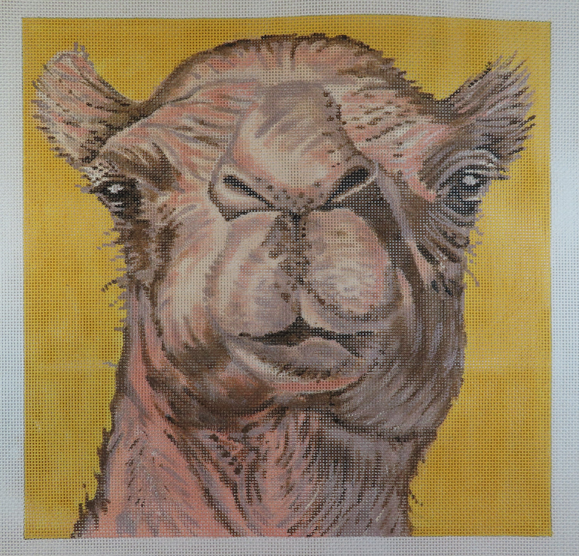 Camel